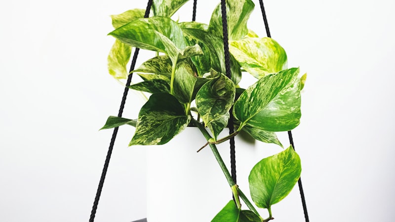 2026世界杯比赛预测系统界面预览 - 显示虚拟对阵表和胜平负概率预测